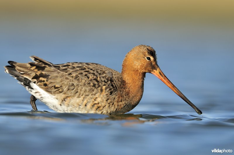 Grutto