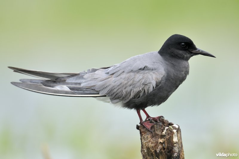 Zwarte Stern op paal