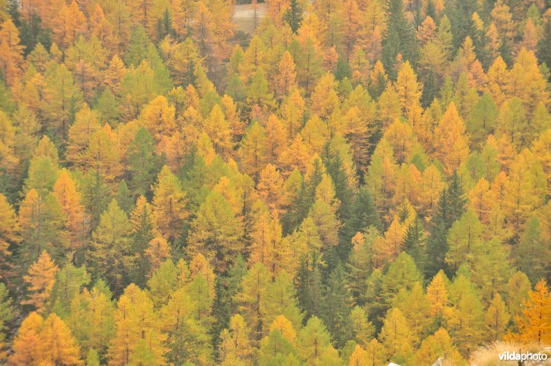 Lorken in de herfst in de Alpen
