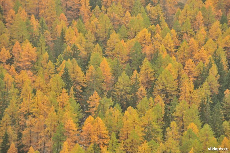 Lorken in de herfst in de Alpen