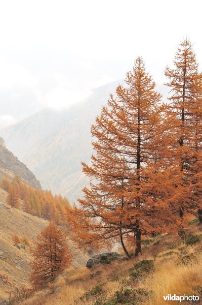 Lorken in de herfst in de Alpen