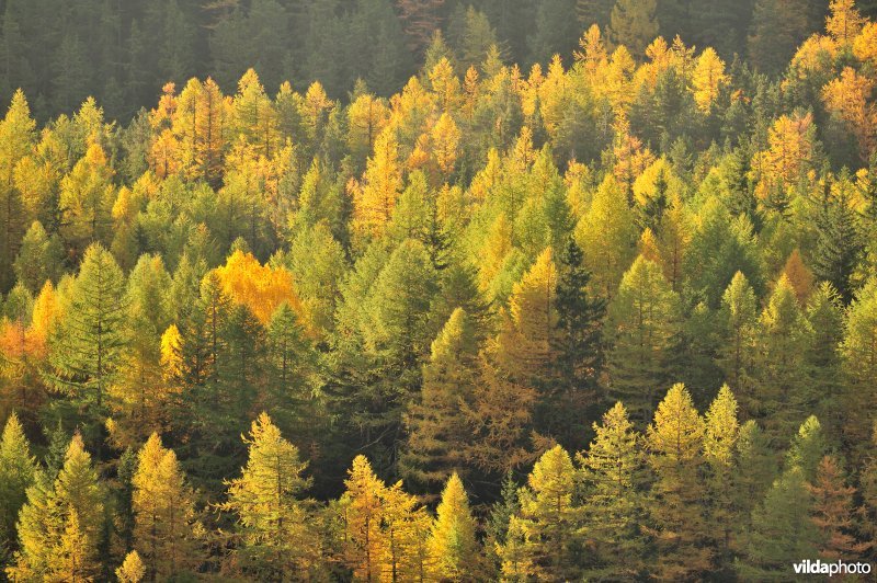 Lorken in de herfst in de Alpen