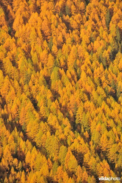 Lorken in de herfst in de Alpen