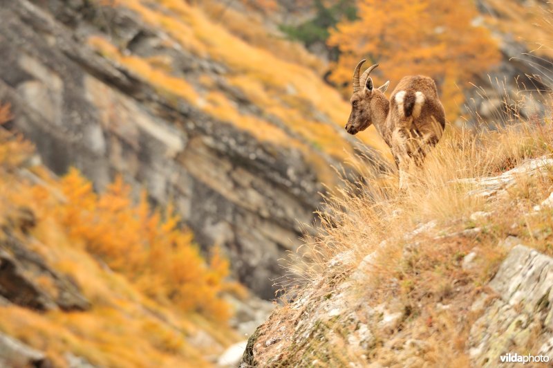 Steenbok in de Alpen