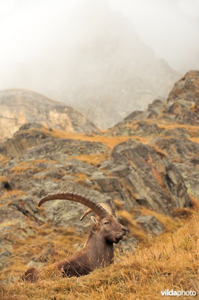 Mannetje Steenbok in de Italiaanse Alpen