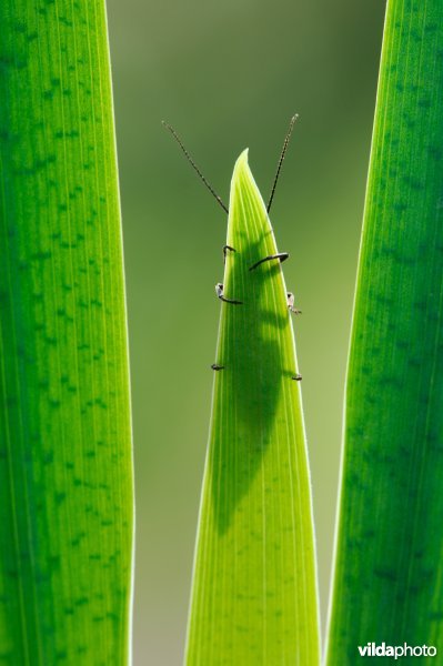 Elzenvlieg achter blad gele lis