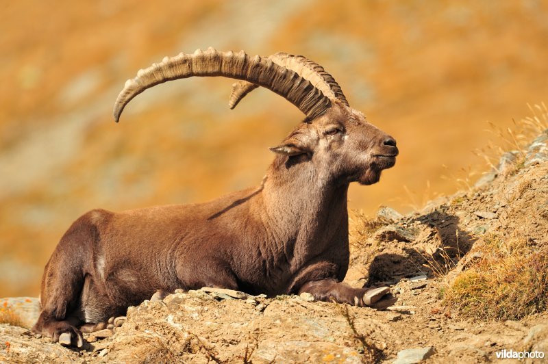 Rustende Steenbok