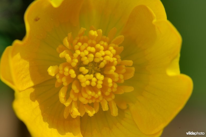 Bloem van scherpe boterbloem