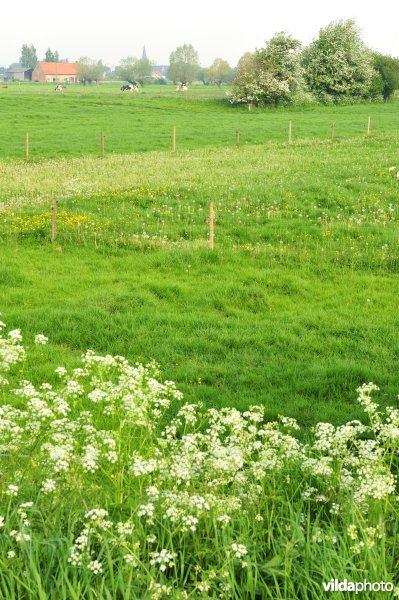 Kleinschalig landschap in  de IJzervallei