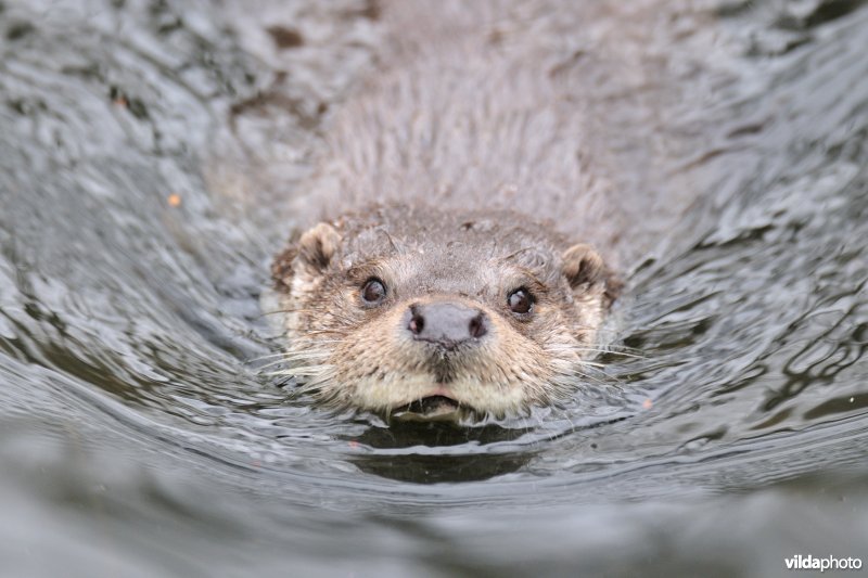 Zwemmende Otter
