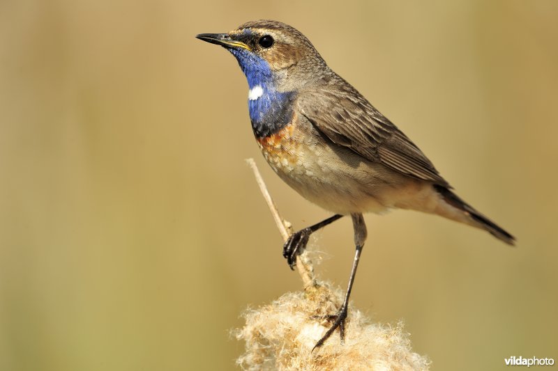 Blauwborst