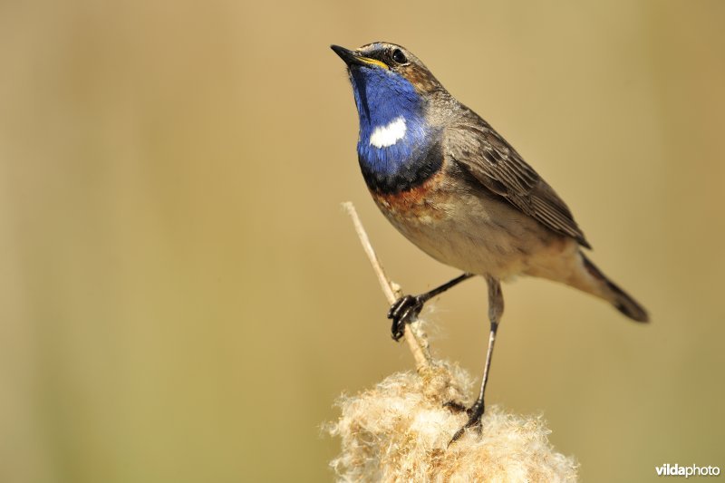 Blauwborst