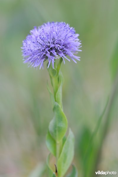 Kogelbloem