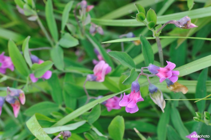 Knollathyrus