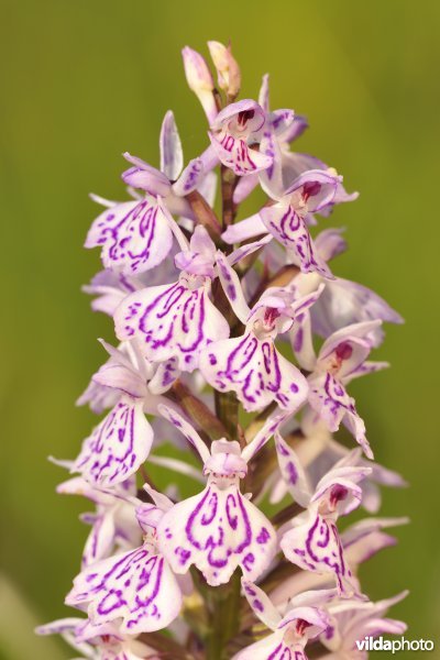 Gevlekte orchis