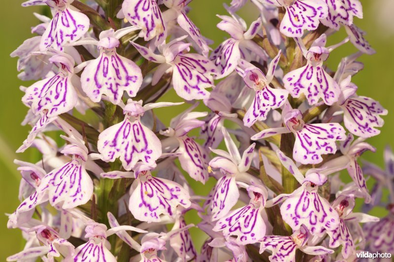 Gevlekte orchis