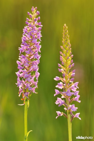 Grote muggenorchis