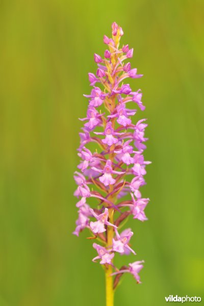 Grote muggenorchis