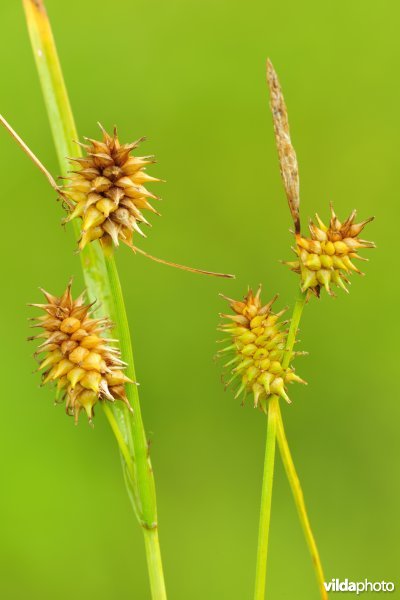 Schubzegge