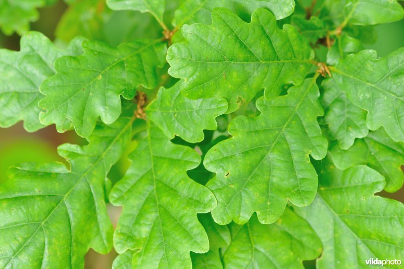 Blad van Wintereik
