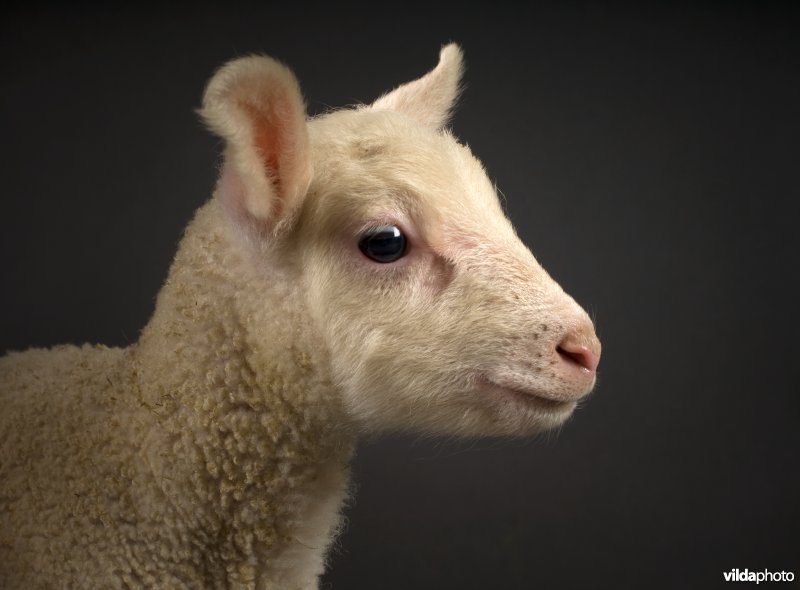 Portret lammetje Drents heideschaap