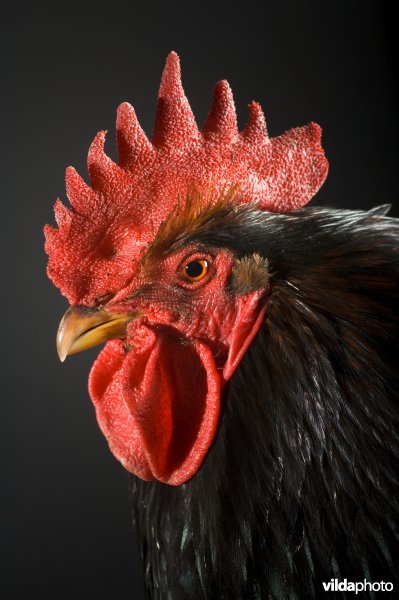 Portret Barnevelder haan