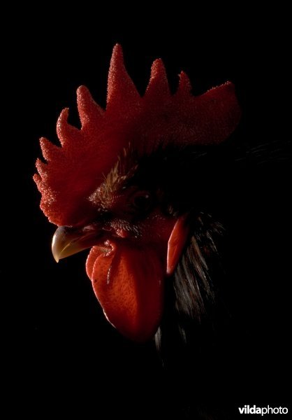 Portret Barnevelder haan