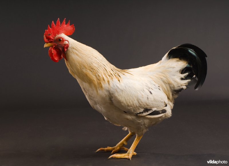 Groninger meeuw haan