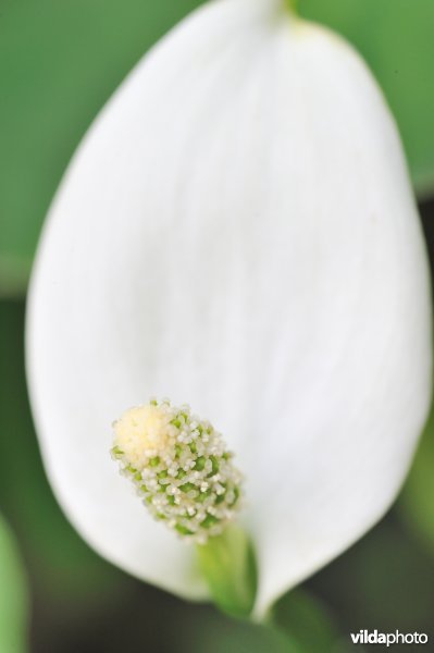 Bloem van  Slangenwortel