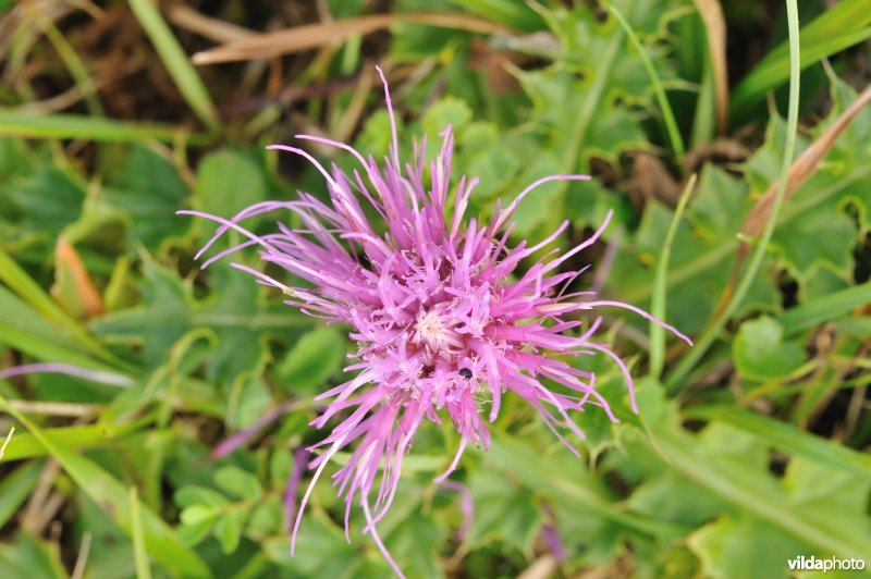Aarddistel