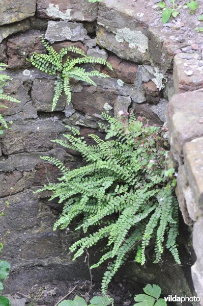 Steenbreekvaren in graf van monnik