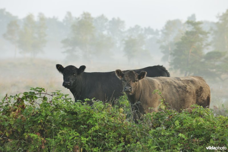 Galloways aan het Zwartwaterven