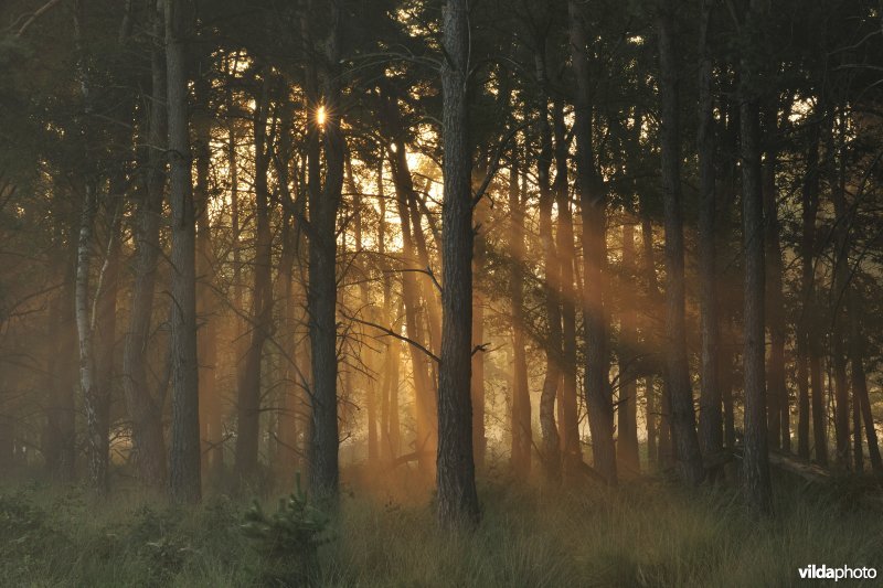 Zwartwaterven in Turnhout