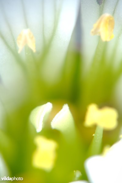 Sterke macro van knolsteenbreek