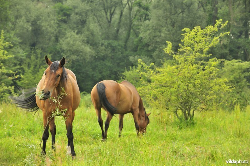 Wastinevorming door paardenbegrazing