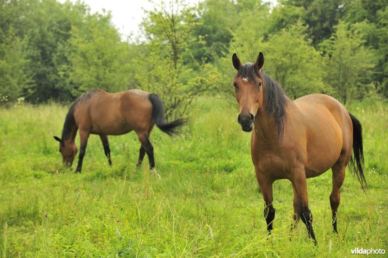 Wastinevorming door paardenbegrazing