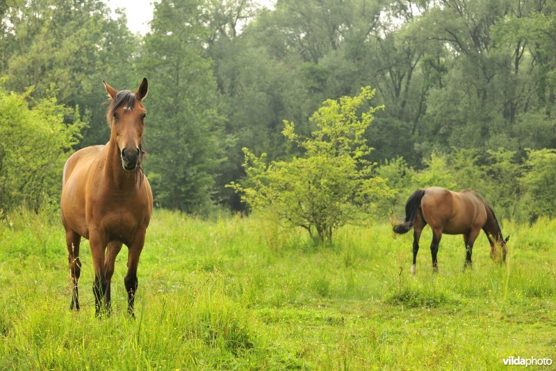 Wastinevorming door paardenbegrazing