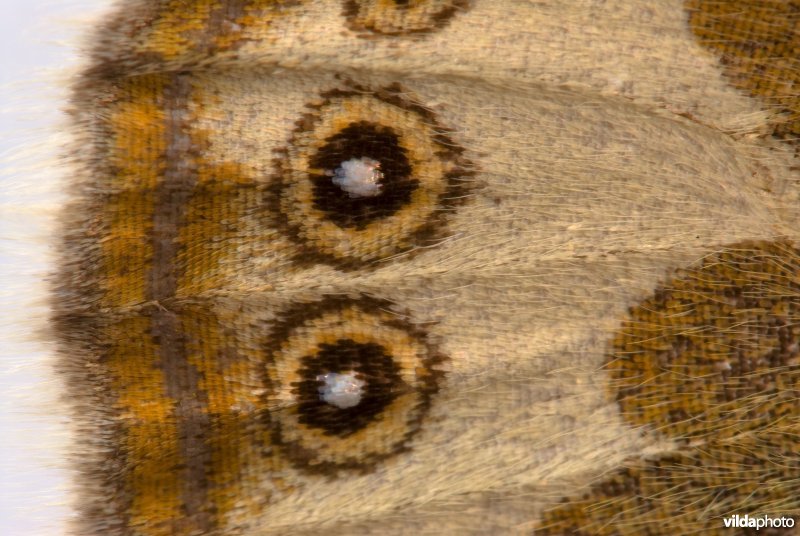 Tweekleurig hooibeestje