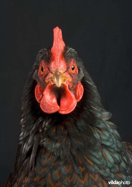 Studioportret van een barnevelder kip