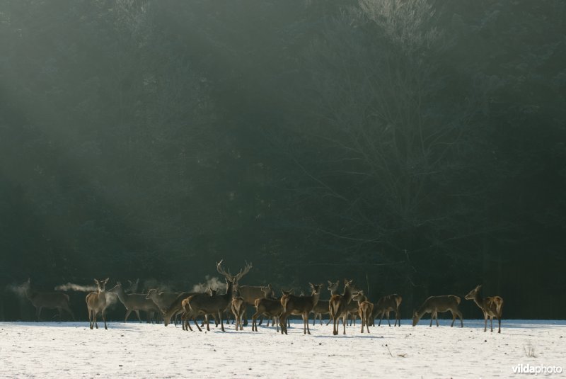Groep edelherten in de winter