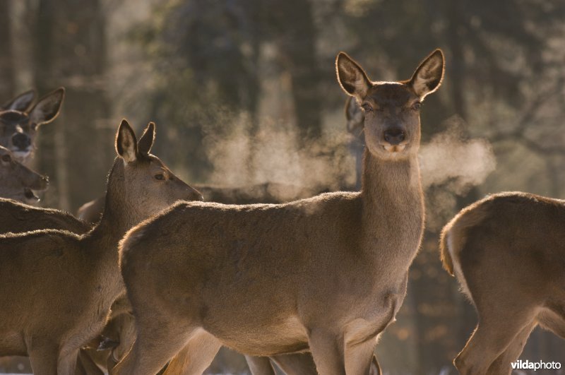 Hinde blaast stoom af