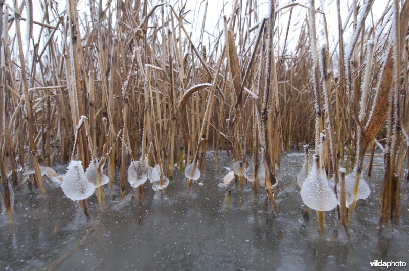 IJsbellen in winters rietland