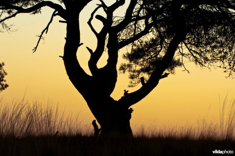 Silhouet van grove den in avondschemering