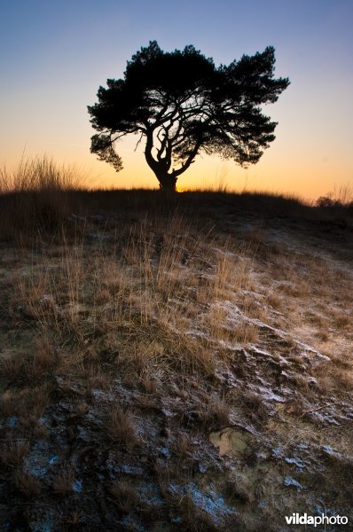 Silhouet van grove den in avondschemering