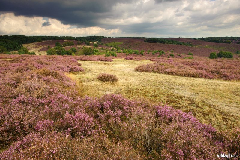 Bloeiende heide op de Veluwezoom