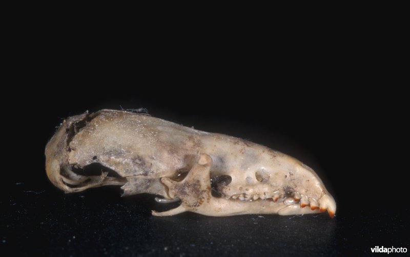Schedel van een Bosspitsmuis