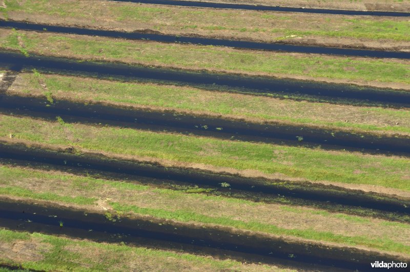 Natuurinrichtingsproject De Blankaart