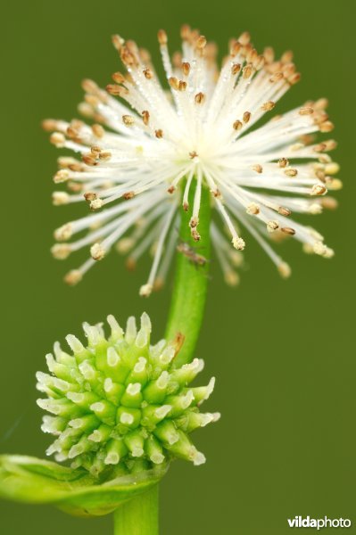 Kleinste egelskop