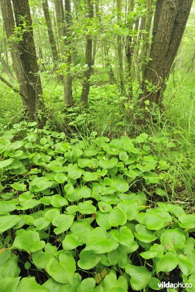 Vallei van de Zwarte Beek, elzenbroek met slangewortel