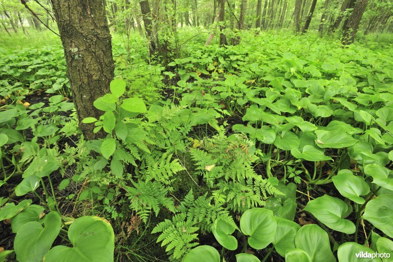 Vallei van de Zwarte Beek, elzenbroek met slangewortel